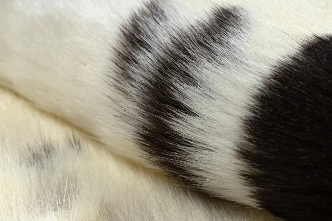 Koberec RENIFER POK007 krémový / sivý