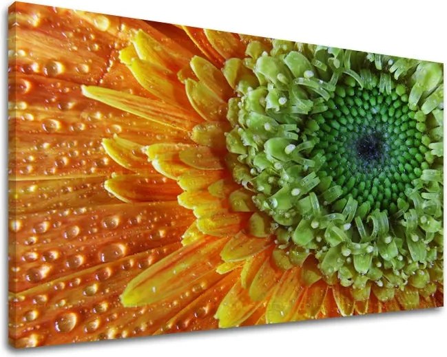 Obraz na stenu KVETY KV037E11 - 100x150 cm