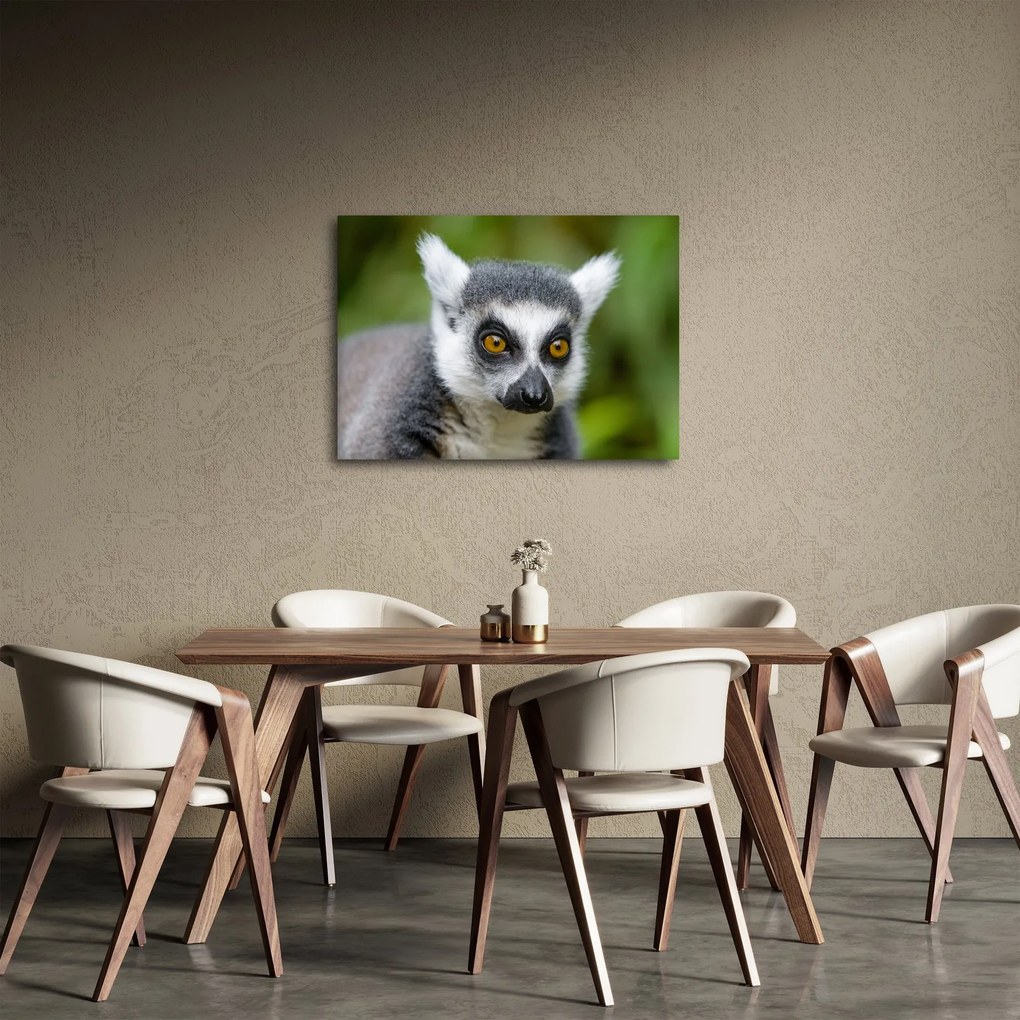 Obraz lemura (70x50 cm)