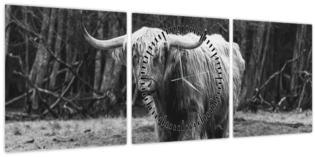 Obraz - Škótska krava 3, čiernobiela (s hodinami) (90x30 cm)