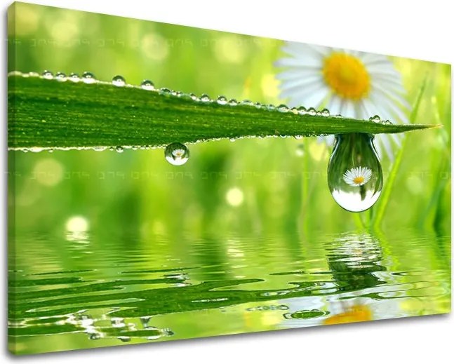 Obraz na stenu KVETY KV016E11 - 80x120 cm