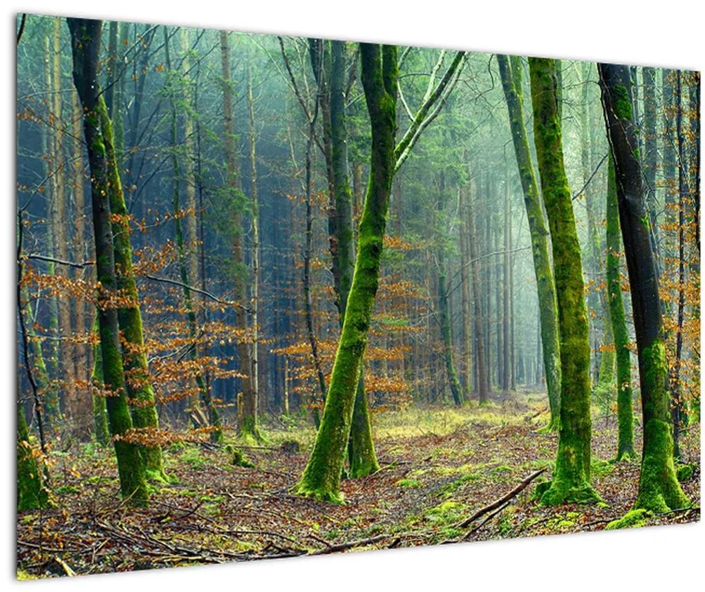 Obraz lesa (90x60 cm)