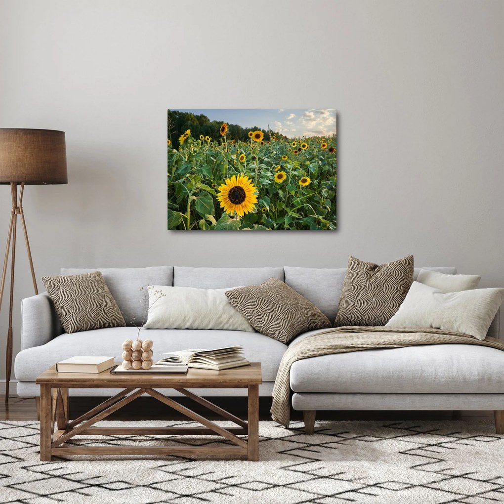 Obraz - Slnečnicové pole II. (70x50 cm)