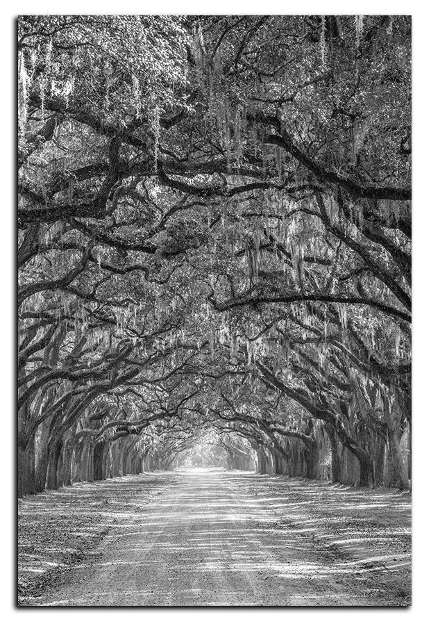 Obraz na plátne - Historické dubové stromy lemované poľnou cestou - obdĺžnik 7239QA (120x80 cm)