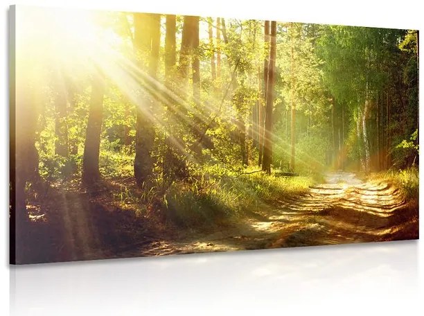 Obraz slnečné lúče v lese