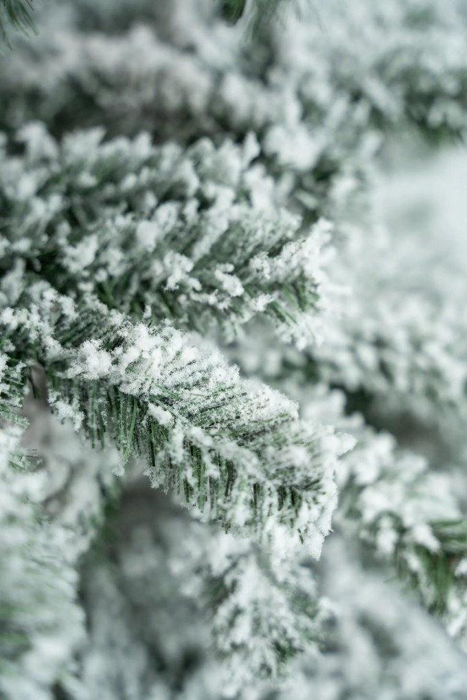 Limpol Vianočný stromček Jedľa Karolína – zasnežená Výška stromčeka: 240 cm