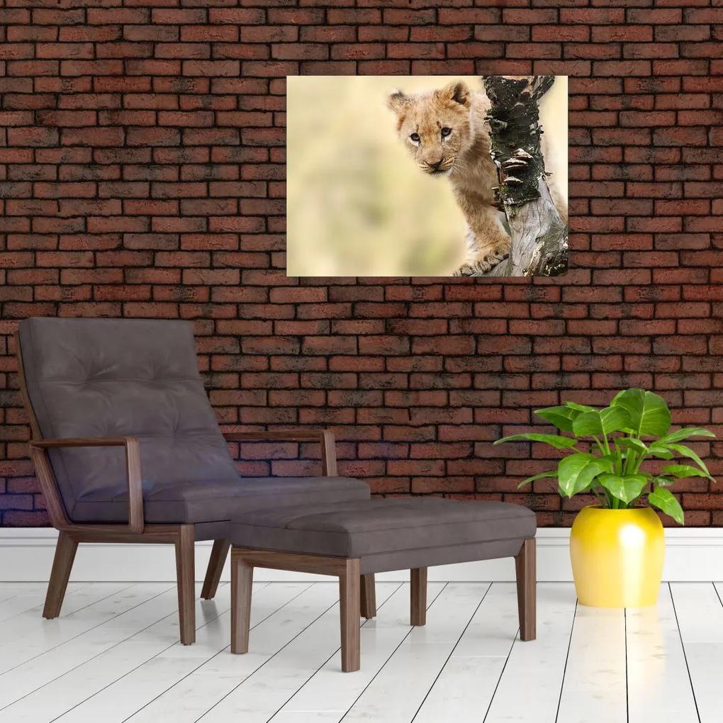 Sklenený obraz levíčaťa (70x50 cm)