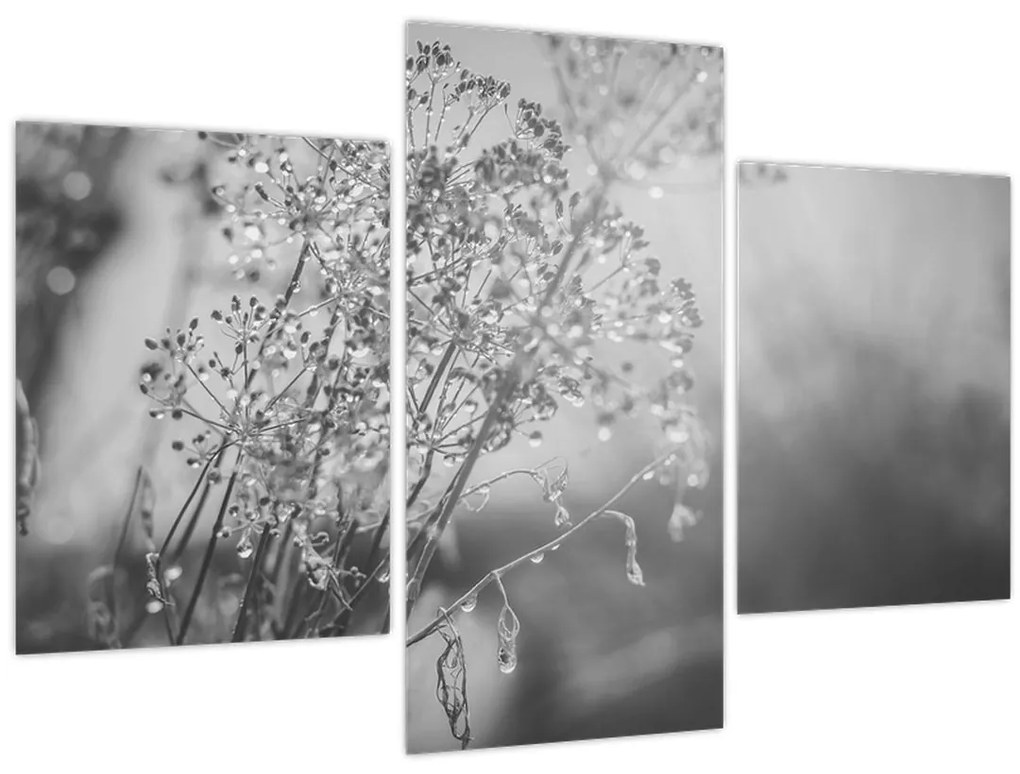 Obraz - Lúka po daždi (90x60 cm)