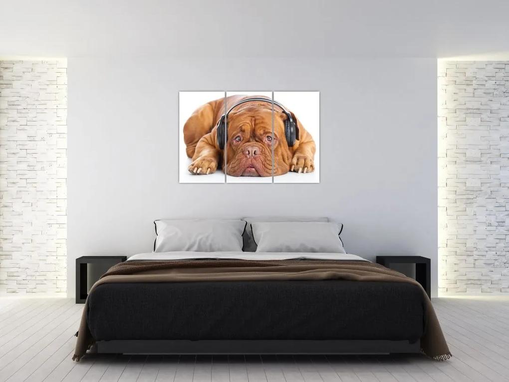 Moderný obraz - pes so slúchadlami