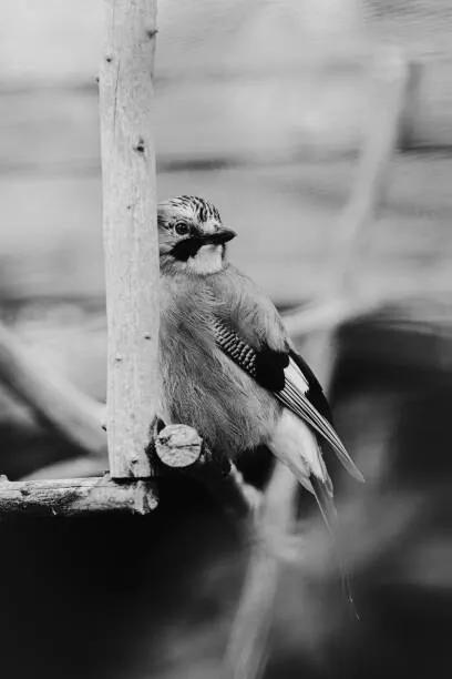 Umelecká fotografie Birdie Photo,Close-up of jay perching on feeder, Iolu  Marian Beniamin / 500px, (26.7 x 40 cm)