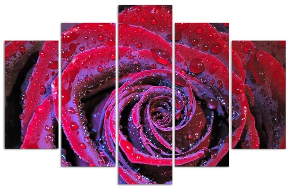 Obraz na plátně pětidílný Červený květ růže - 200x100 cm