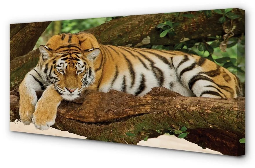 Obraz na plátne tiger tree 120x60 cm