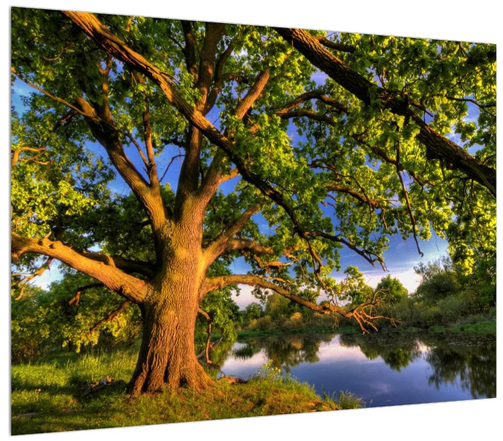 Obraz stromu pri jazere (K010157K7050)