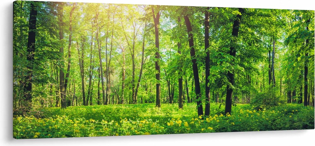 Obraz - Jarný listnatý les (120x50 cm)