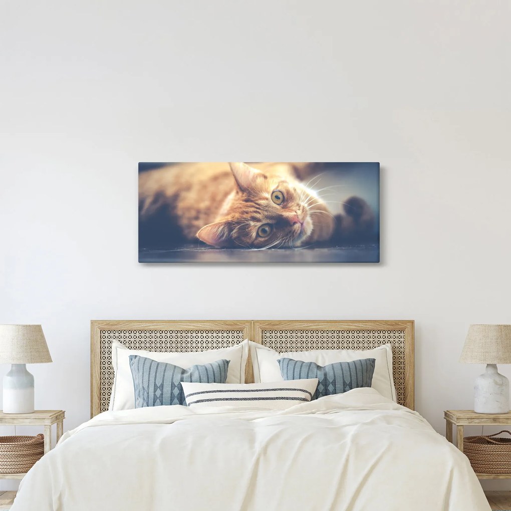 Obraz mačky na podlahe (120x50 cm)