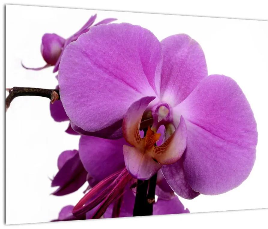 Orchidea - obraz