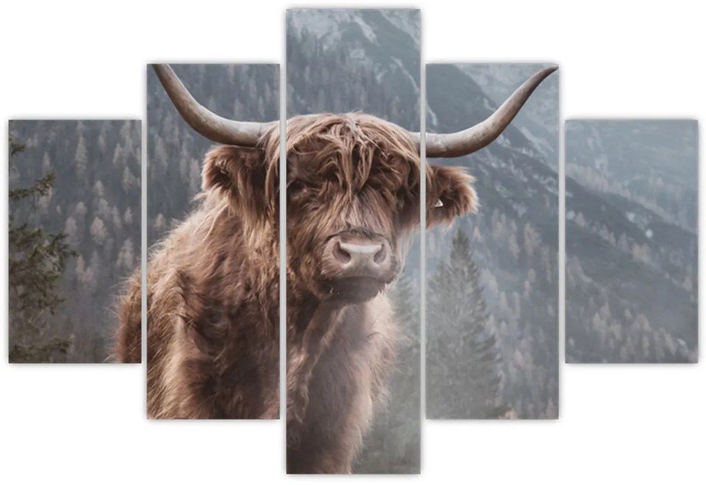 Obraz - Highlander krava (150x105 cm)