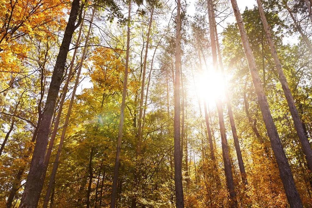 Fototapeta les v jesenných farbách - 450x300