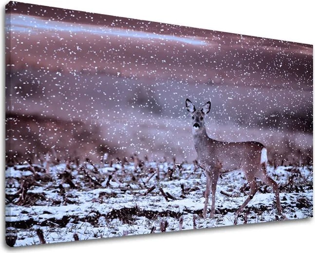 Obraz na stenu ZVIERATÁ ZV015E11