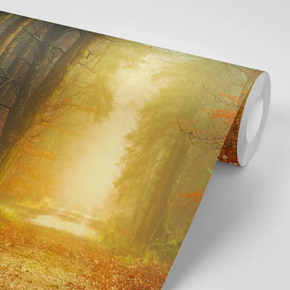 Samolepiaca fototapeta cesta v lese - 150x100