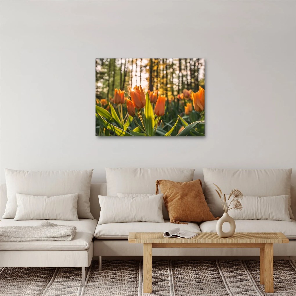 Obraz - oranžové tulipány (70x50 cm)