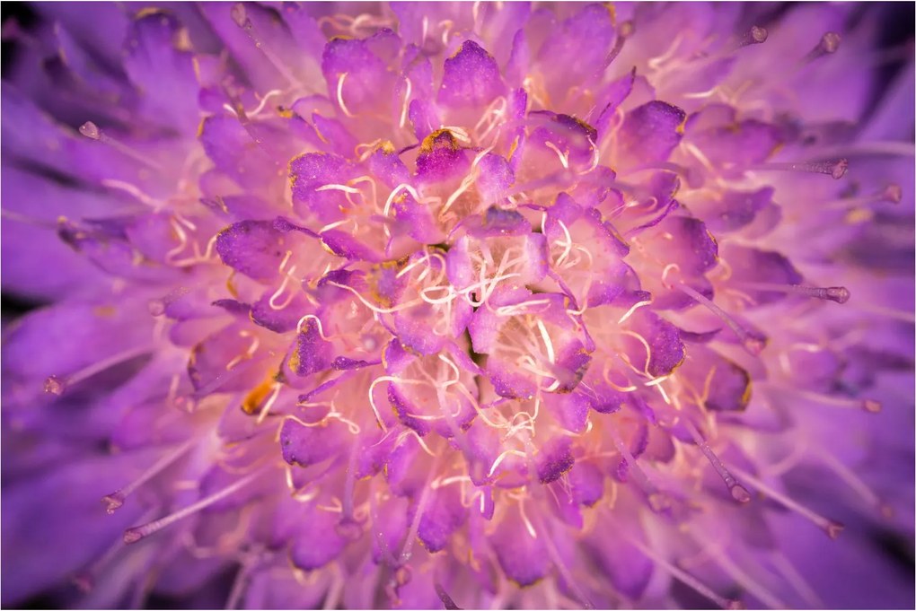 Detailný obraz kvetu (90x60 cm)