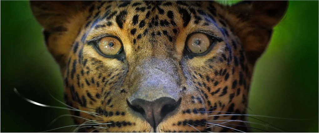 Obraz - Portrét leoparda, Sri Lanka (120x50 cm)