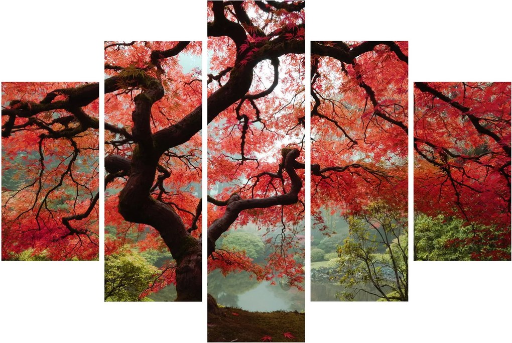 Obraz červeného japonského javora, Portland, Oregon (150x105 cm)