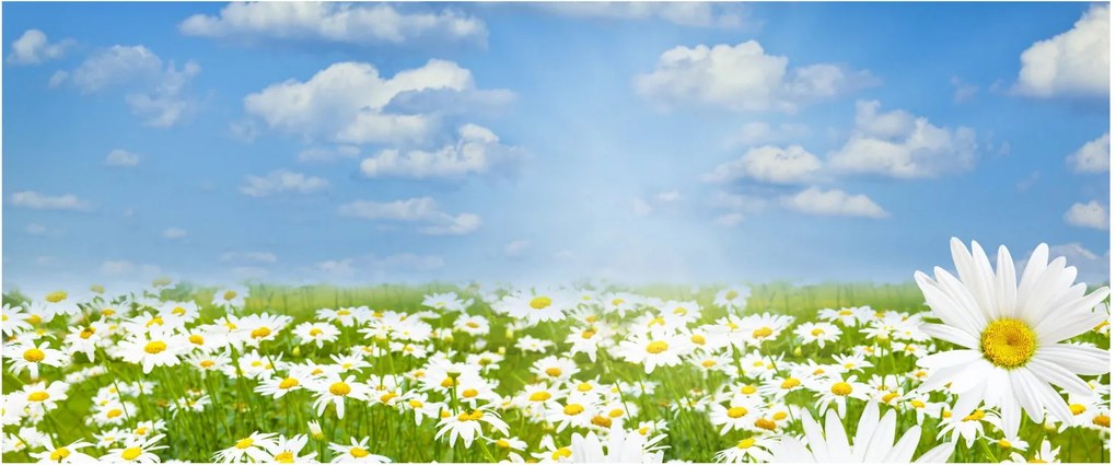 Obraz rozkvitnutej lúky s margarétkami (120x50 cm)