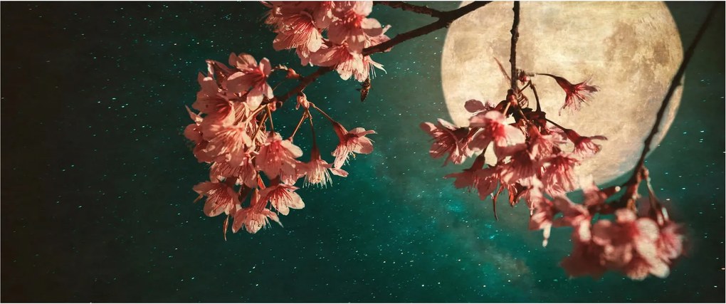 Obraz - Sakura v splne (120x50 cm)