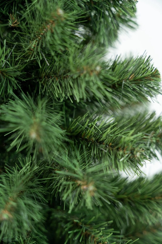 Limpol Jedľa Karolina 2,40 m