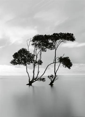 Vliesové fototapety, rozmer 184 x 254 cm, stromy v stojatej vode, W+G 5095-2V-1
