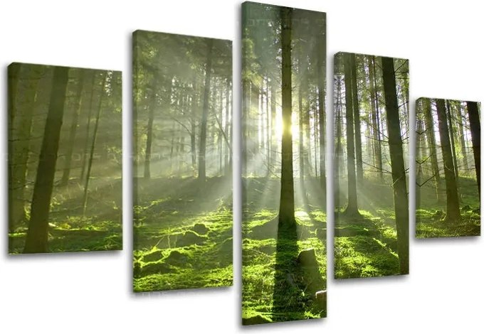 Obraz na stenu STROMY