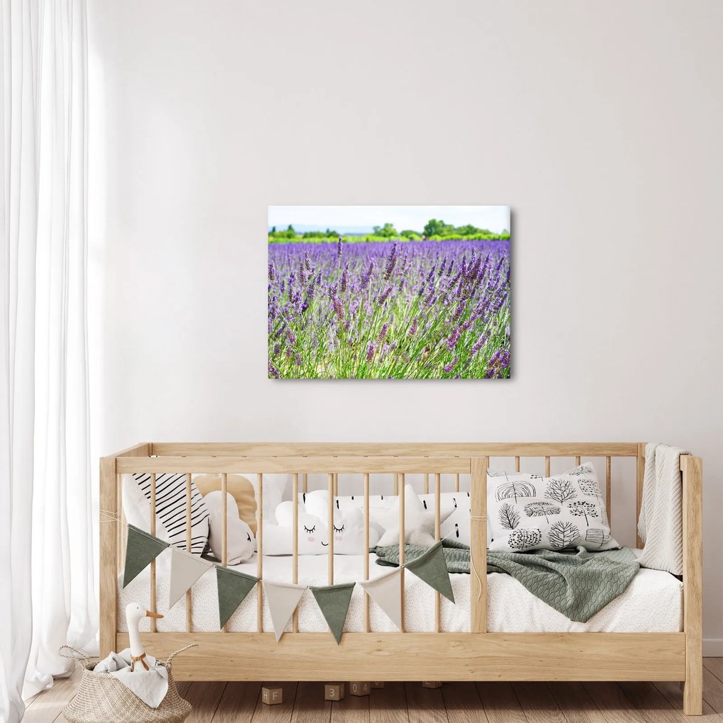 Obraz poľa s levanduľou (70x50 cm)