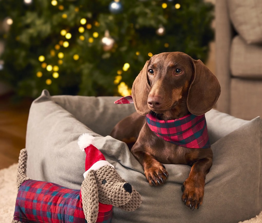 Plyšová hračka pre psy, jazvečík