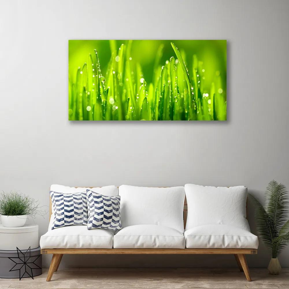Obraz Canvas Zelená tráva kvapky rosy 140x70 cm