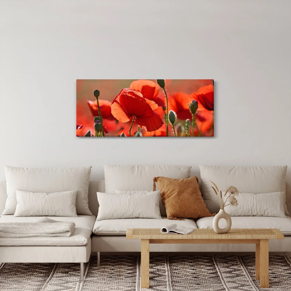 Obraz vlčích makov (120x50 cm)