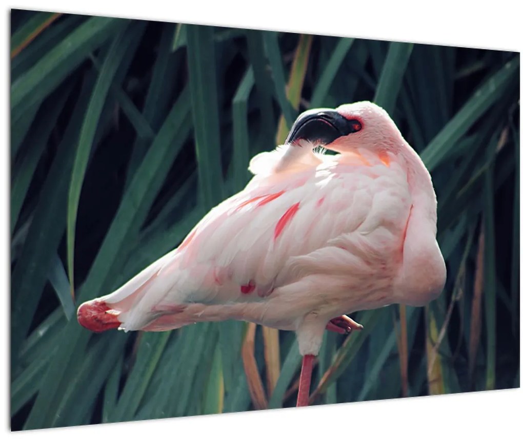 Obraz - Plameniak (90x60 cm)