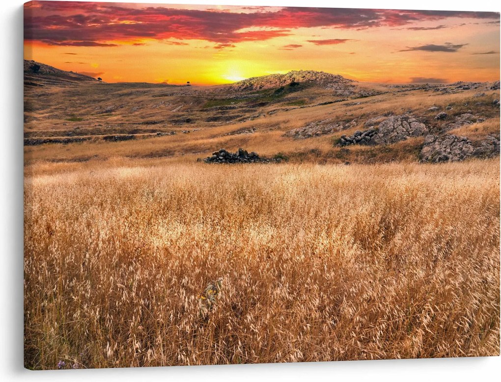 Obraz pole (70x50 cm)