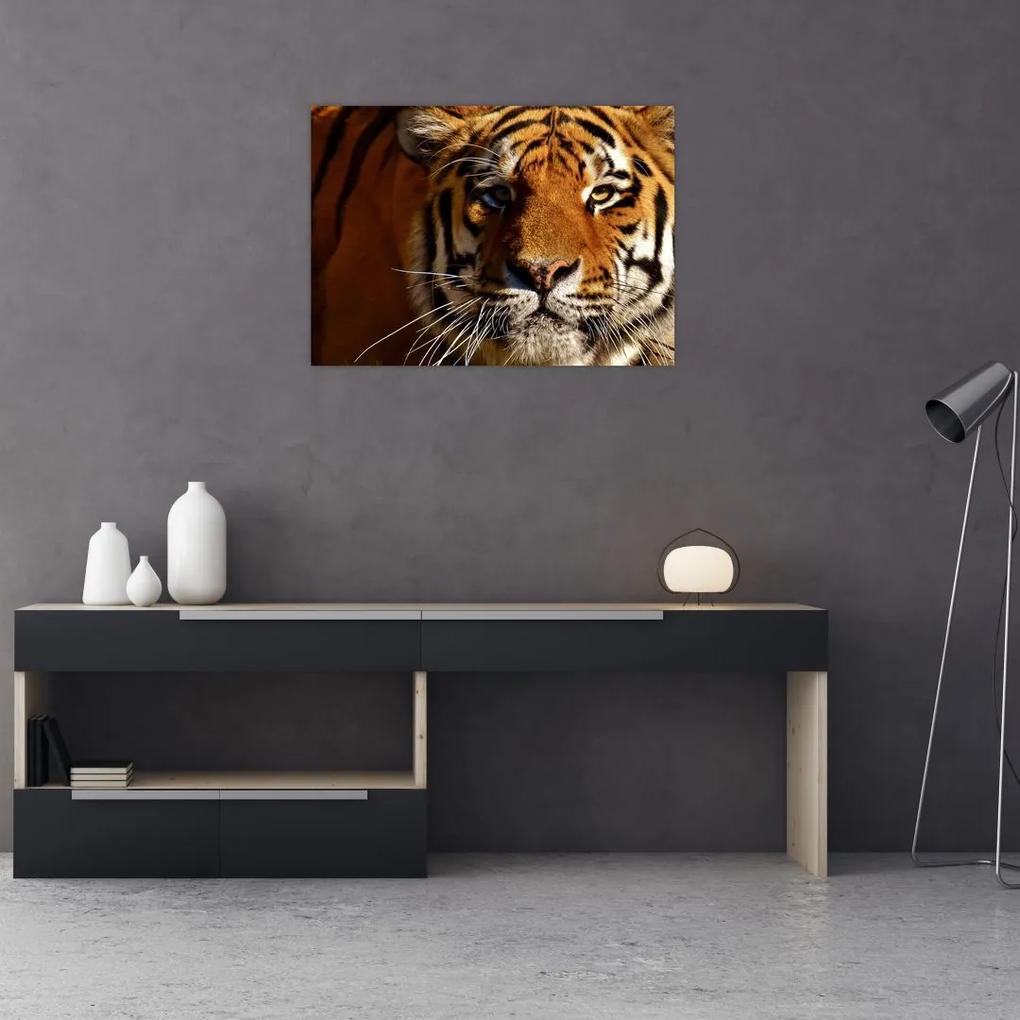 Obraz tigra (70x50 cm)