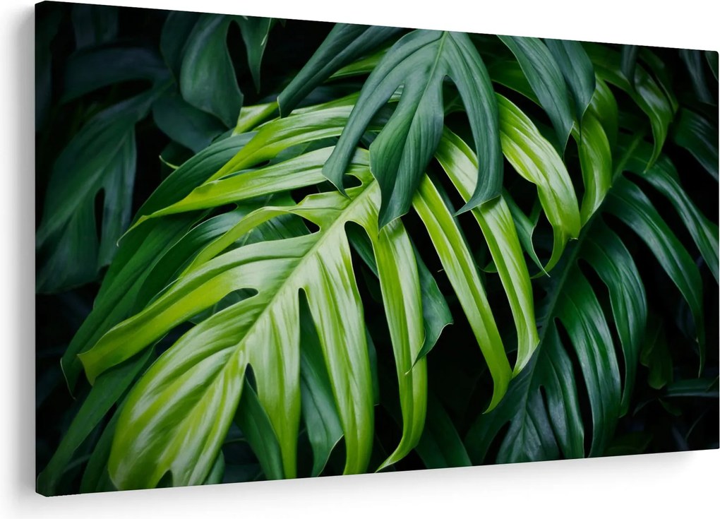 Obraz - Tropické listy (90x60 cm)
