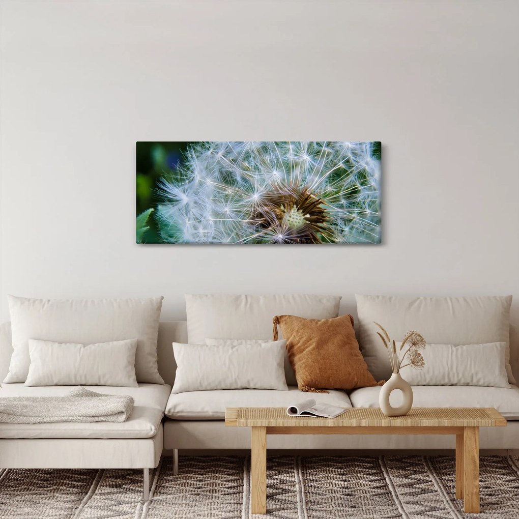 Obraz odkvitnutej púpavy (120x50 cm)