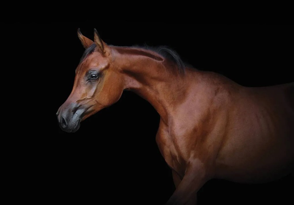 Fototapeta - Hnedý kôň na čiernom pozadí (152,5x104 cm)