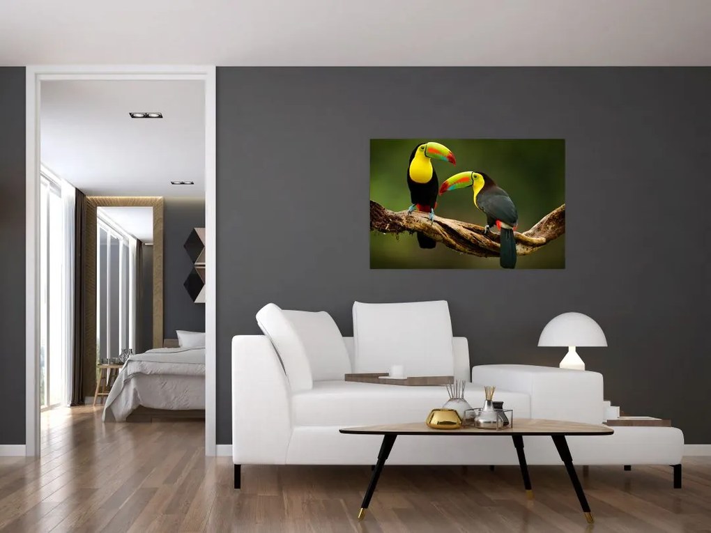 Obraz sediacich tukanov, Costa Rica (90x60 cm)