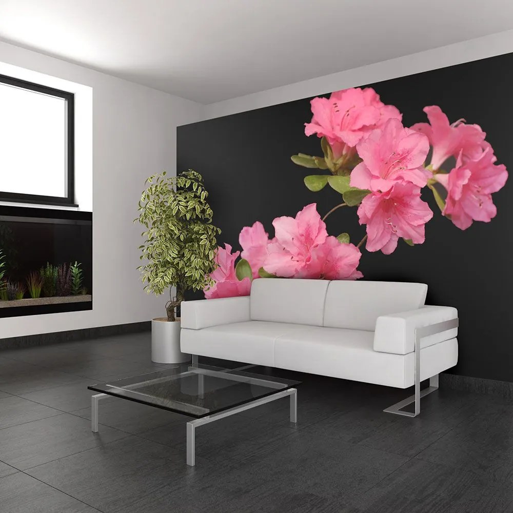 Fototapeta - Azalea in Black 200x154