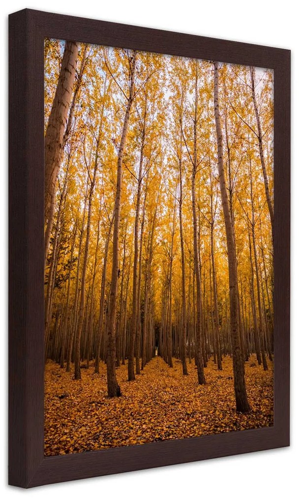 Gario Plagát Zlatý les na jeseň Farba rámu: Čierna, Rozmery: 20 x 30 cm