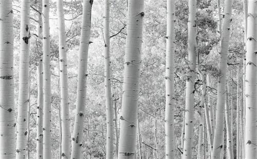 Vliesové fototapety Hefele SHX9-030, rozmer 450 cm x 280 cm, brezy, KOMAR