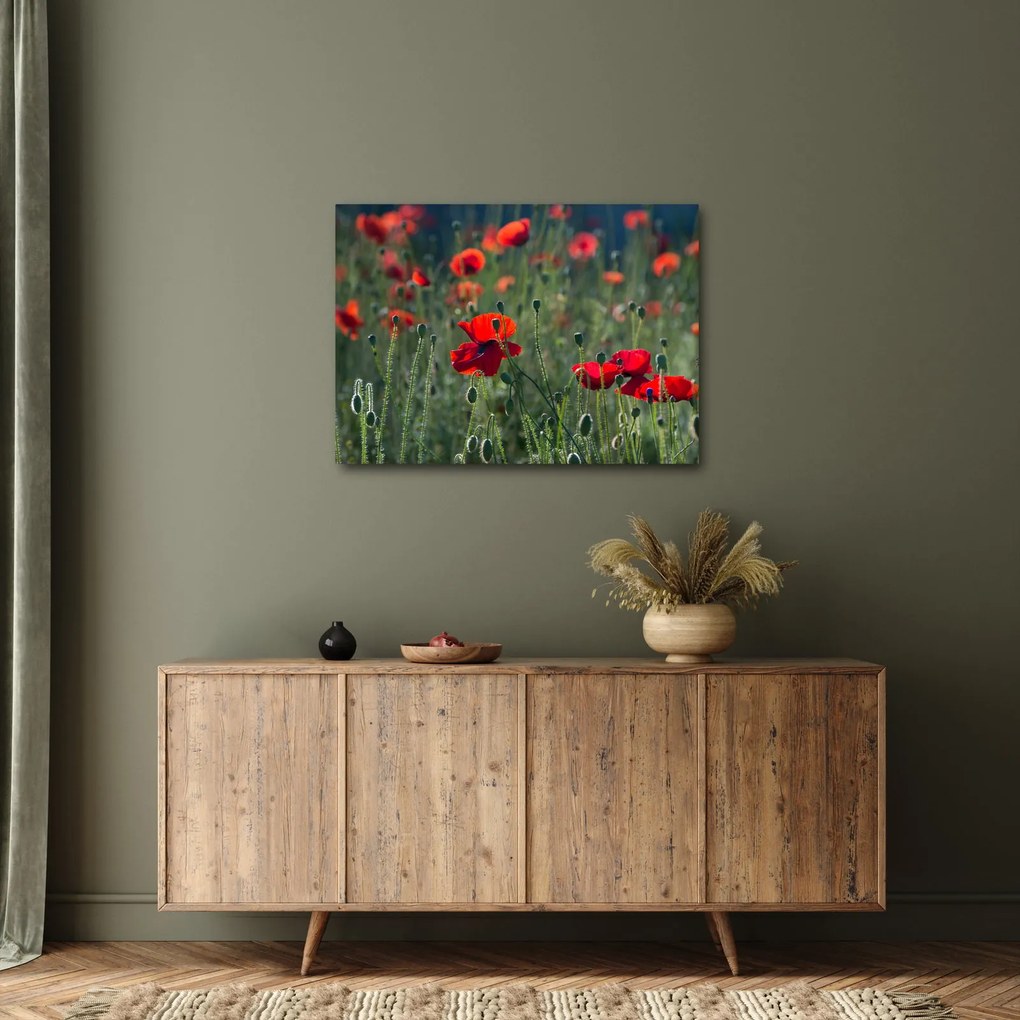 Obraz - Lúka s vlčími makmi (70x50 cm)