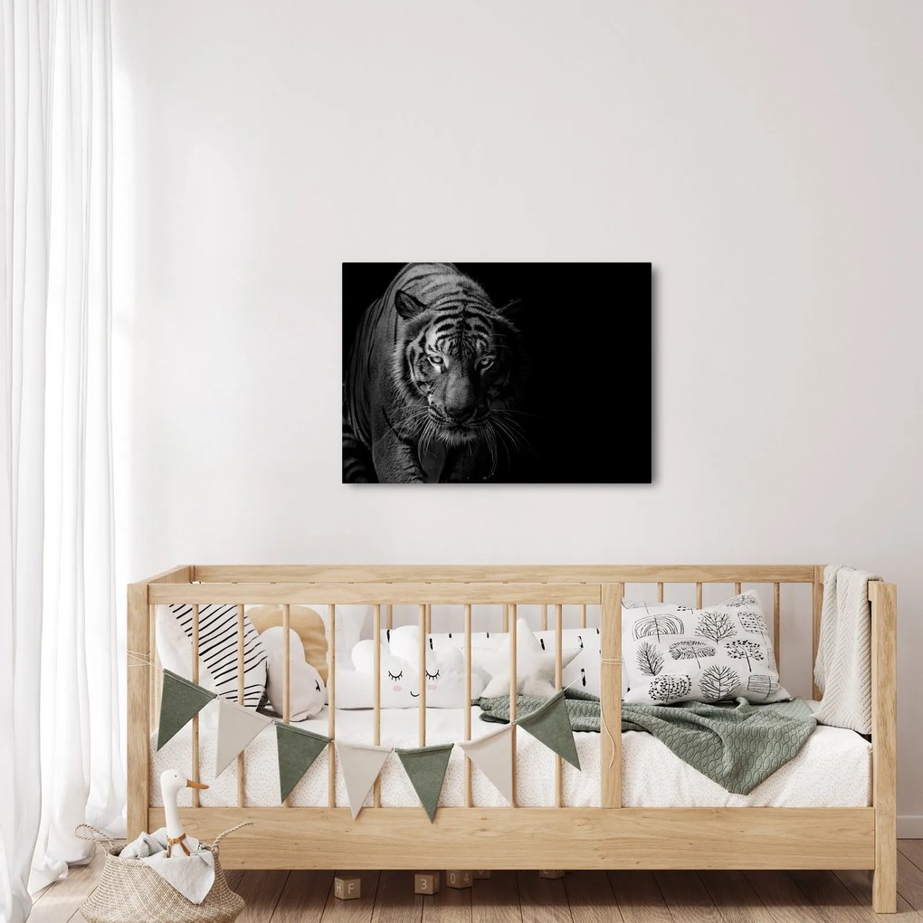 Obraz divokého tigra (70x50 cm)