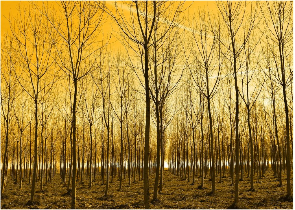 Obraz - Plantáž stromov (70x50 cm)